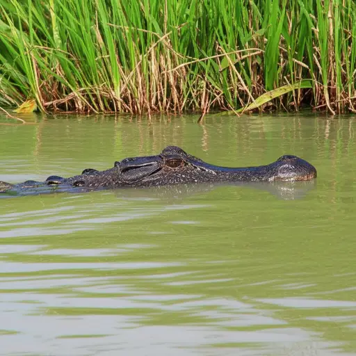 鳄鱼是一种经常藏在河里的捕食者。