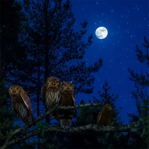 这些动物白天睡觉，夜晚捕猎。