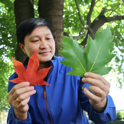 你可以通过叶子的形状来识别树木。